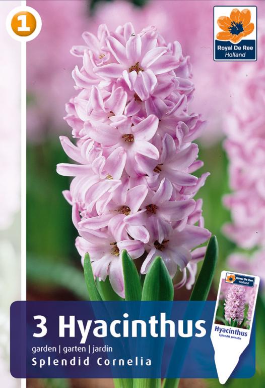 HYACINTHUS SPLENDID CORNELIA