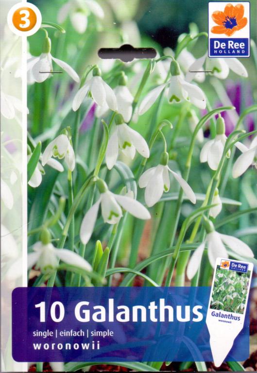 GALANTHUS NIV. FL. PLENO 5 løg pr. pakke