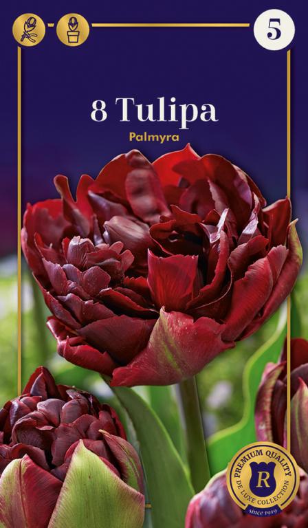 TULIPA PALMYRA