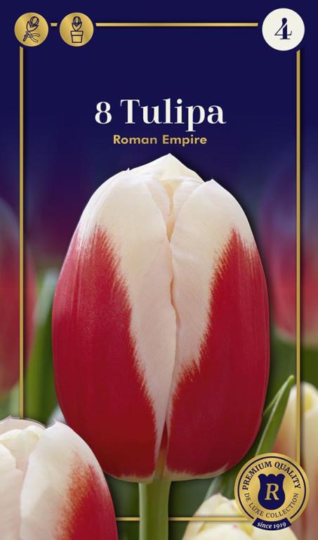 TULIPA ROMAN EMPIRE