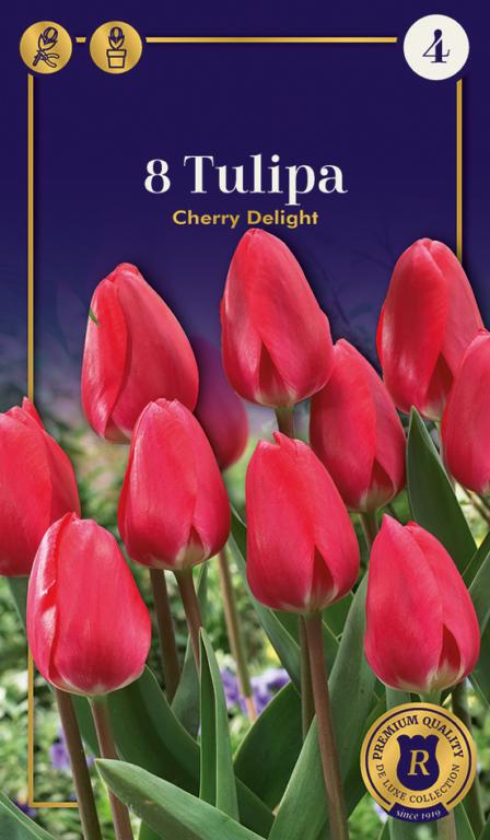 TULIPA CHERRY DELIGHT