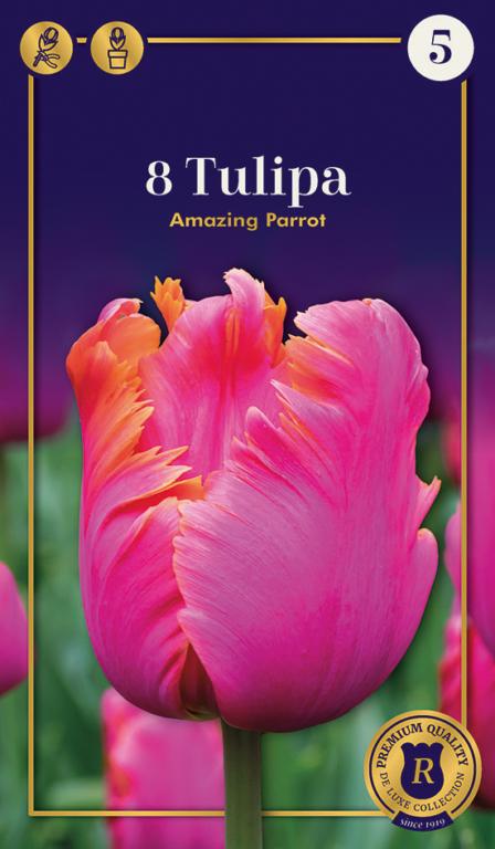 TULIPA AMAZING PARROT