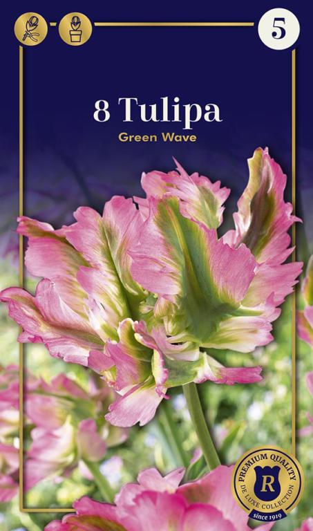 TULIPA GREEN WAVE