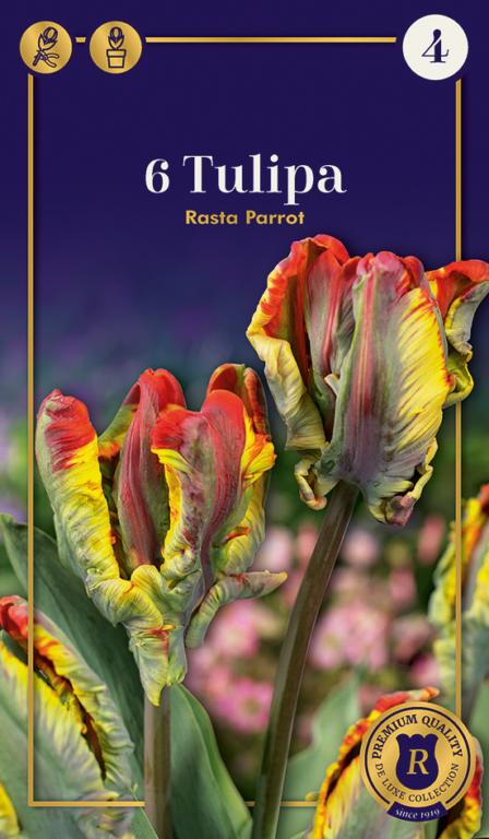 TULIPA RASTA PARROT