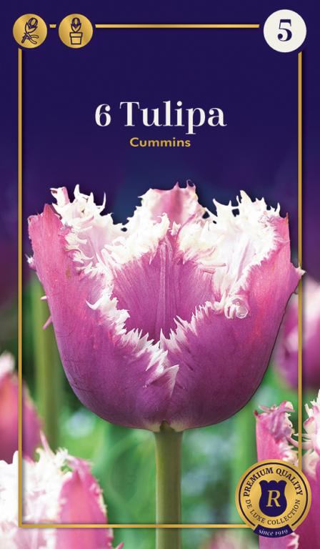 TULIPA CUMMINS