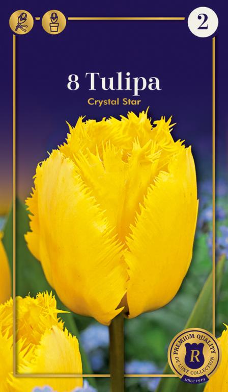 TULIPA CRYSTAL STAR