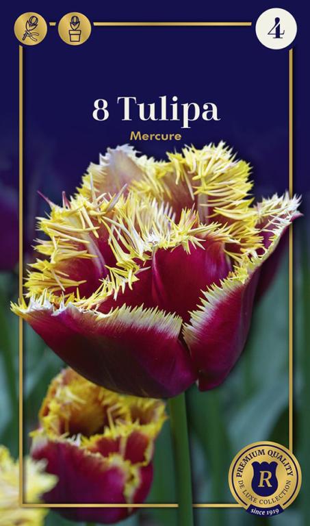 TULIPA MERCURE