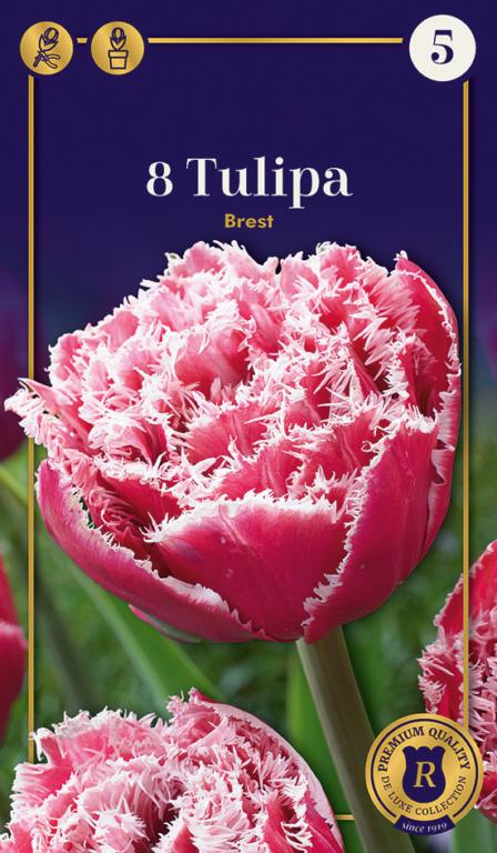 TULIPA BREST