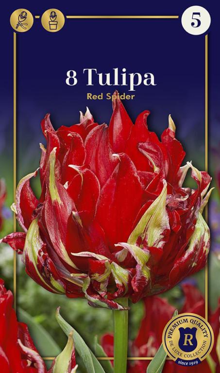 TULIPA RED SPIDER