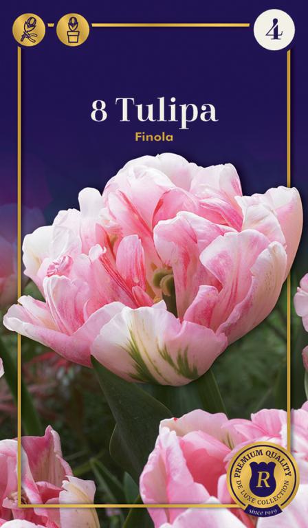 TULIPA FINOLA