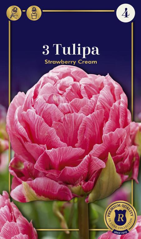 TULIPA STRAWBERRY CREAM