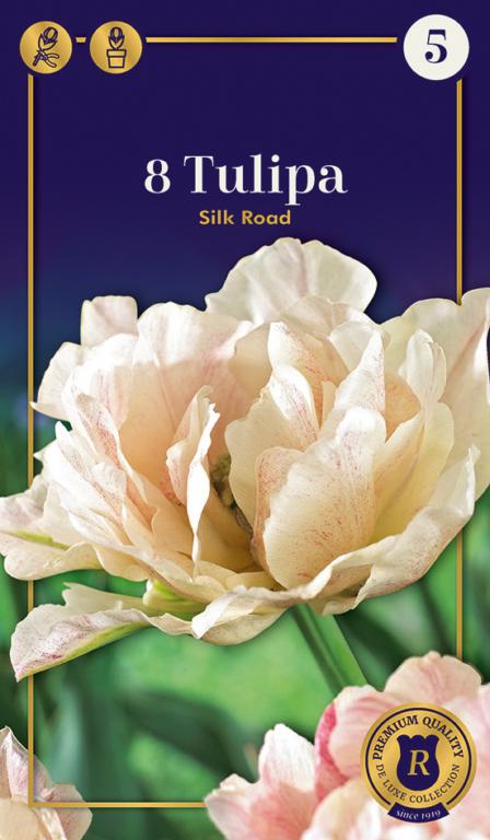 TULIPA SILK ROAD