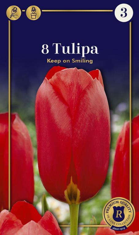 TULIPA KEEP ON SMILING