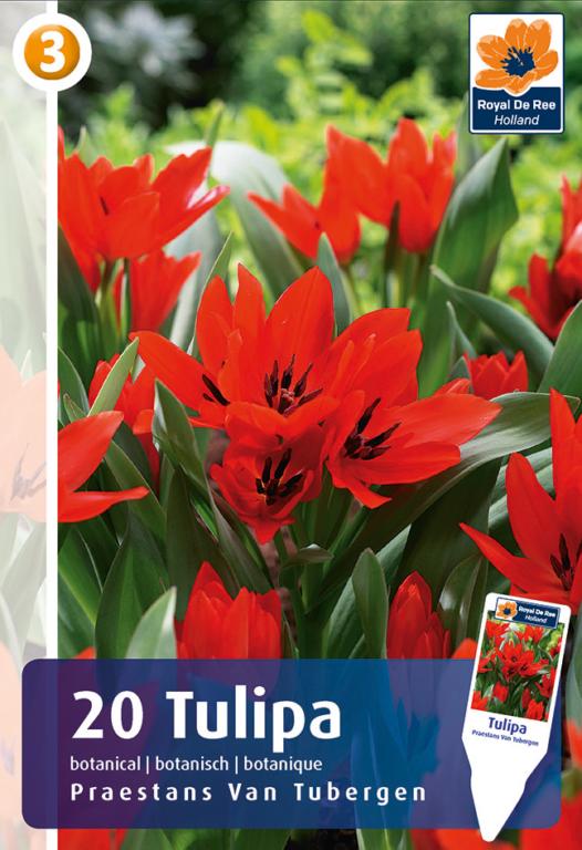 TULIPA PRAESTANS TUBERGEN