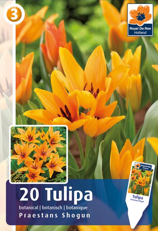 TULIPA PRAESTANS SHOGUN