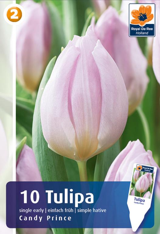 TULIPA CANDY PRINCE