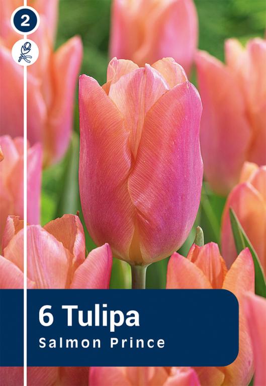 TULIPA SALMON PRINCE