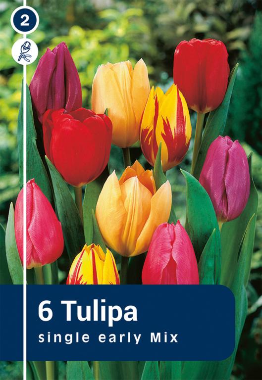 TULIPA EVT.MIX