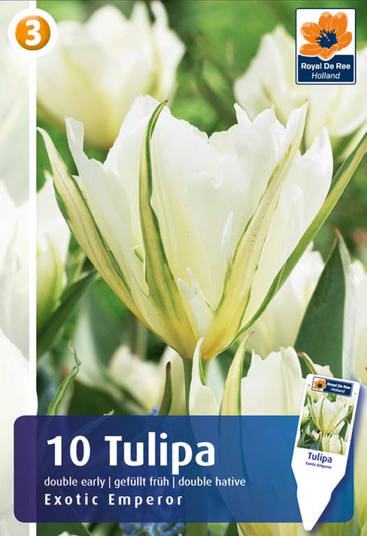 TULIPA EXOTIC EMPEROR