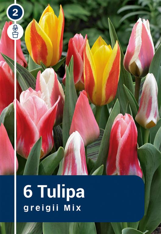 TULIPA GREI.MIX