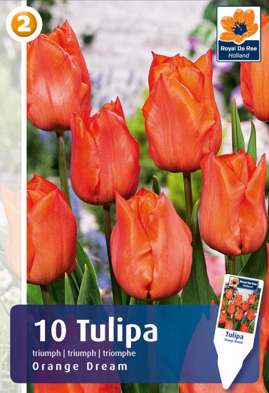 TULIPA ORANGE DREAM