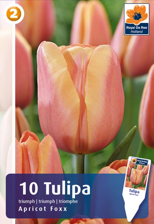 TULIPA APRICOT FOXX