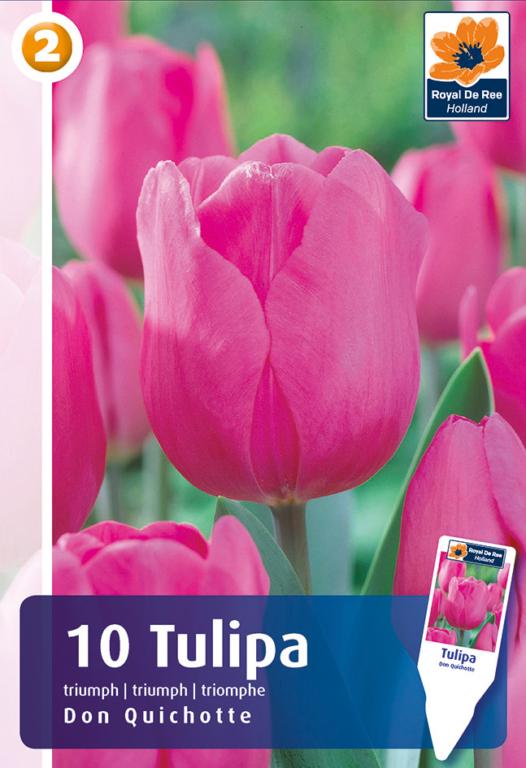 TULIPA DON QUICHOTTE