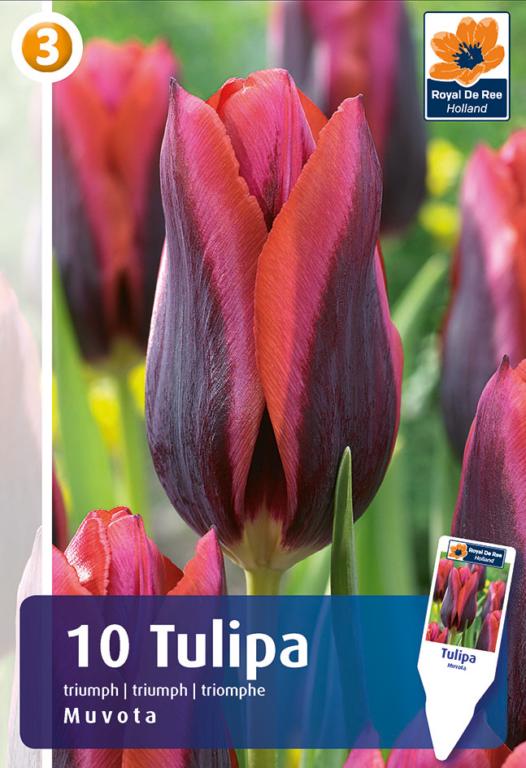 TULIPA MUVOTA