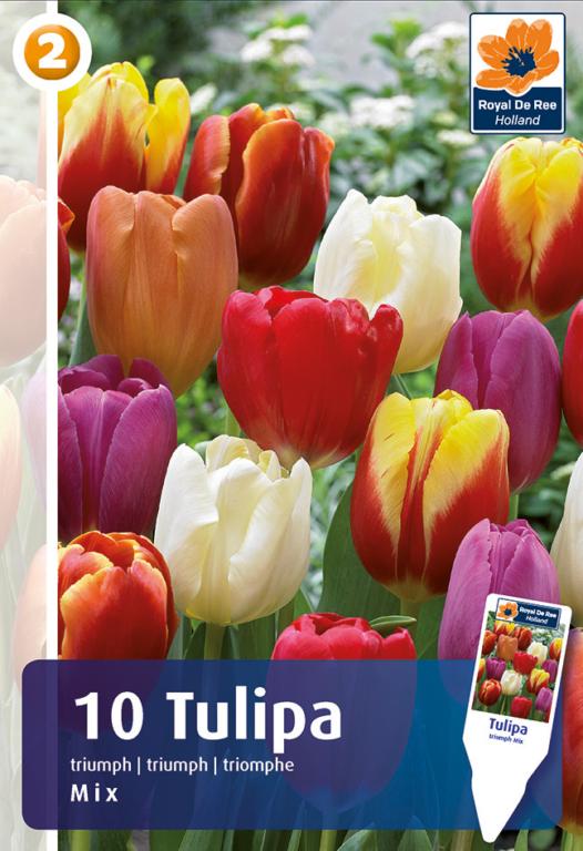 TULIPA Triumph MIX