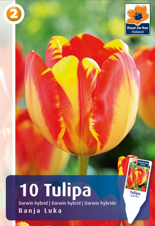 TULIPA BANJA LUKA