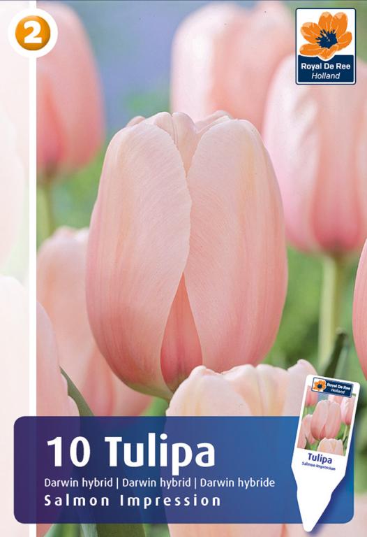 TULIPA SALMON IMPRESSION