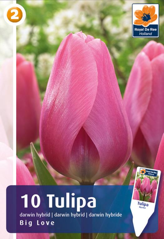 TULIPA BIG LOVE