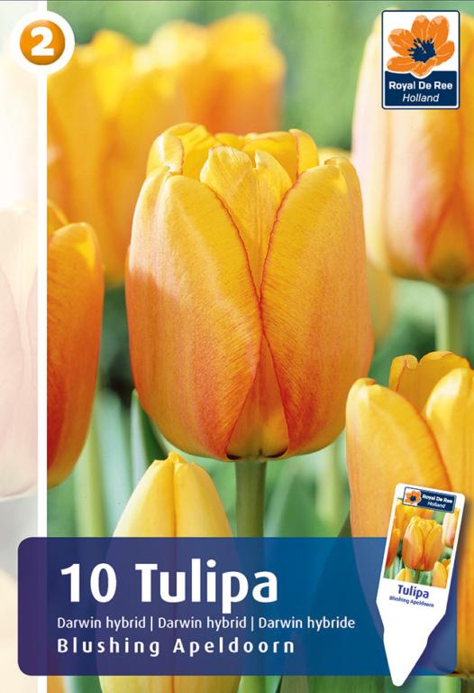 TULIPA BLUSHING APELDOORN