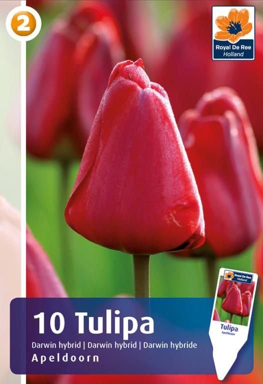 TULIPA APELDOORN