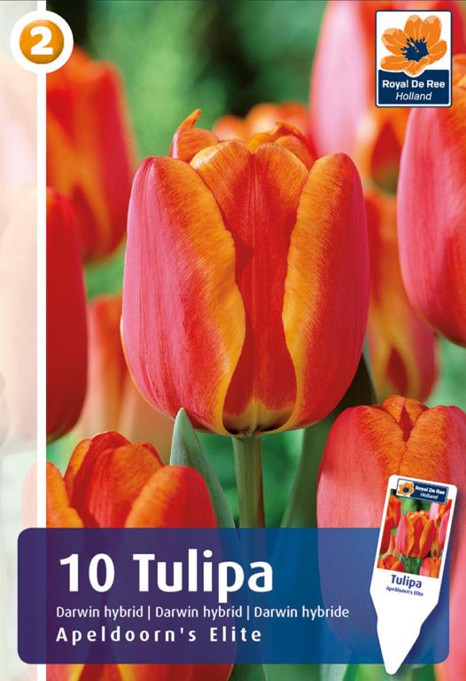 TULIPA APELDOORN'S ELITE