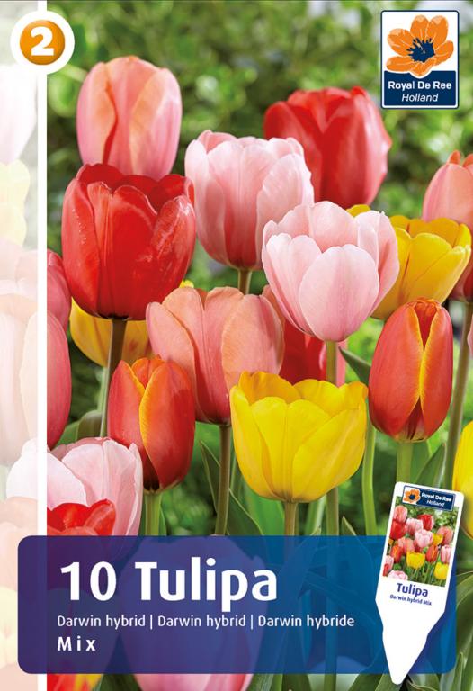 TULIPA Darwin tulipan MIX