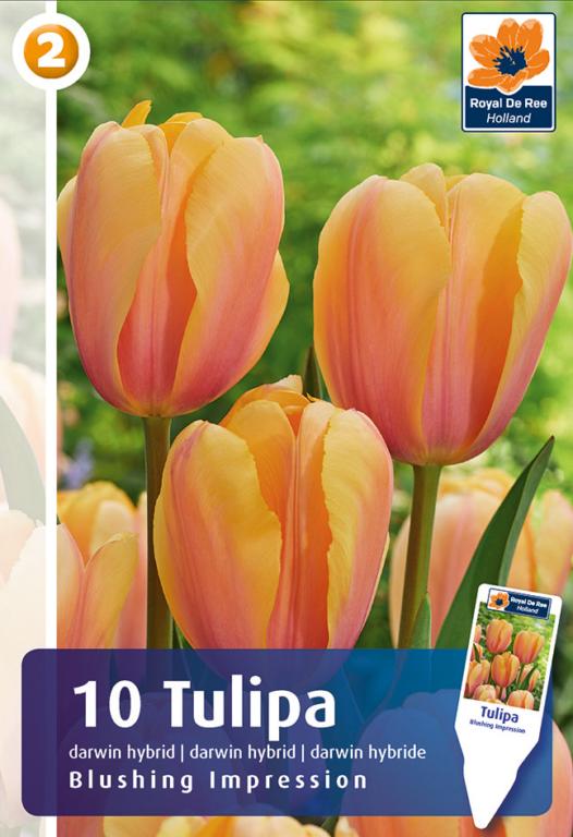 TULIPA BLUSHING IMPRESSION