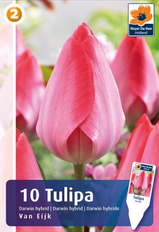 TULIPA VAN EIJK