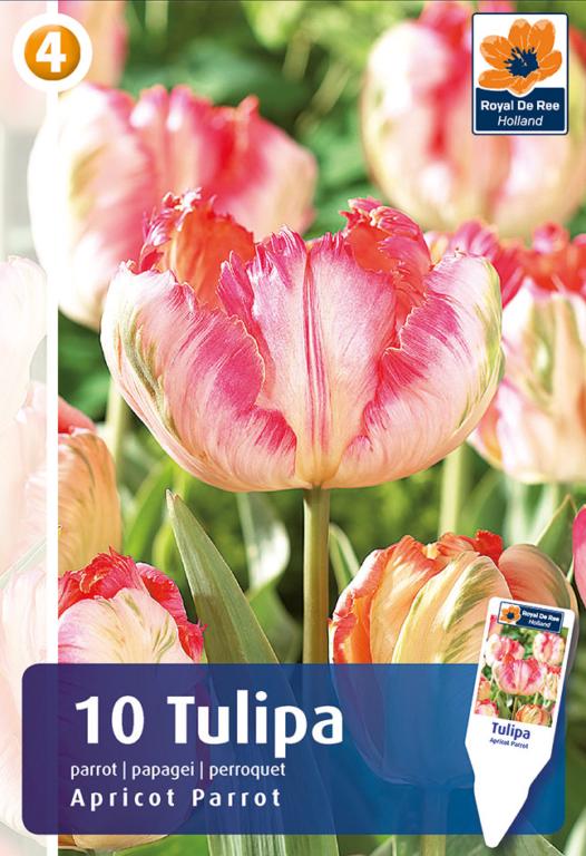 TULIPA APRICOT PARROT