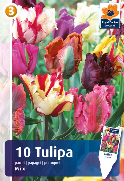 TULIPA Papegøje MIX