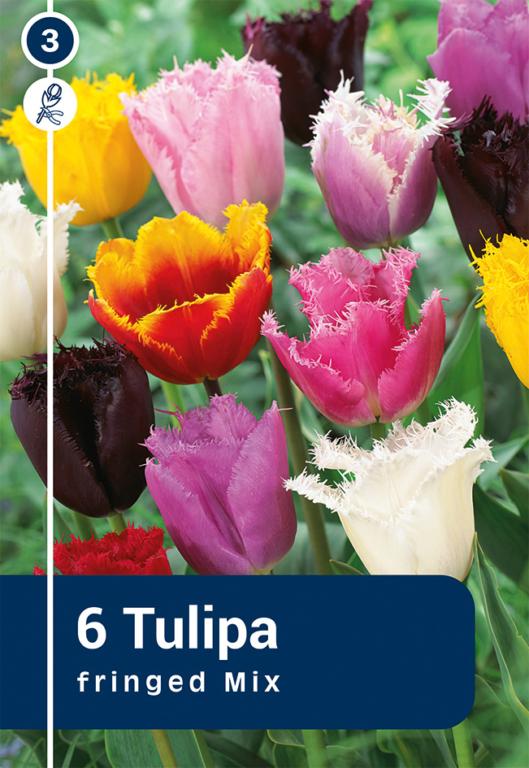 TULIPA CRI. MIX