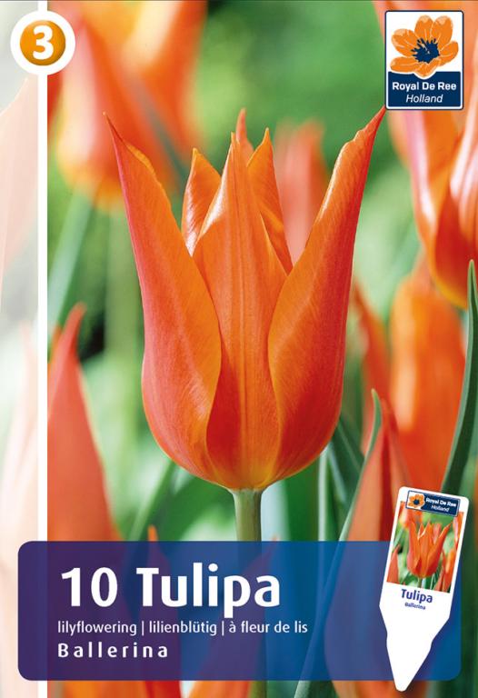 TULIPA BALLERINA