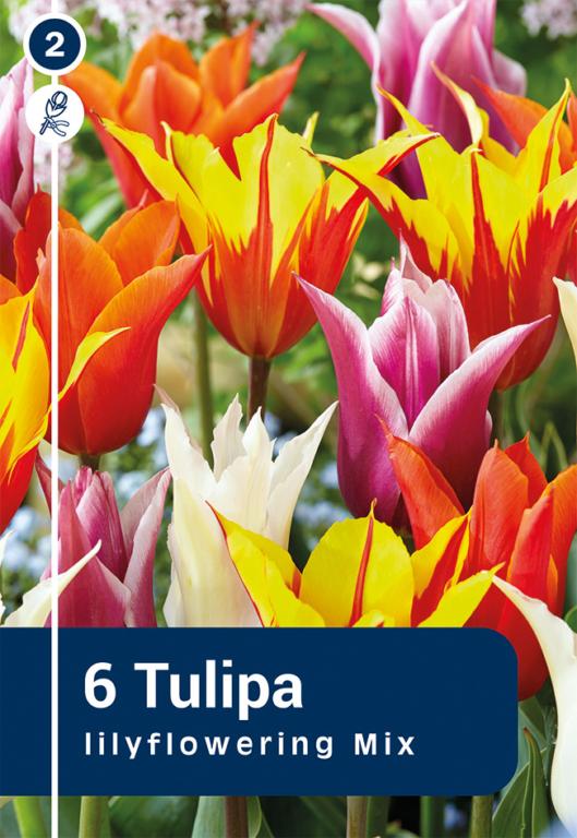 TULIPA LBL.MIX