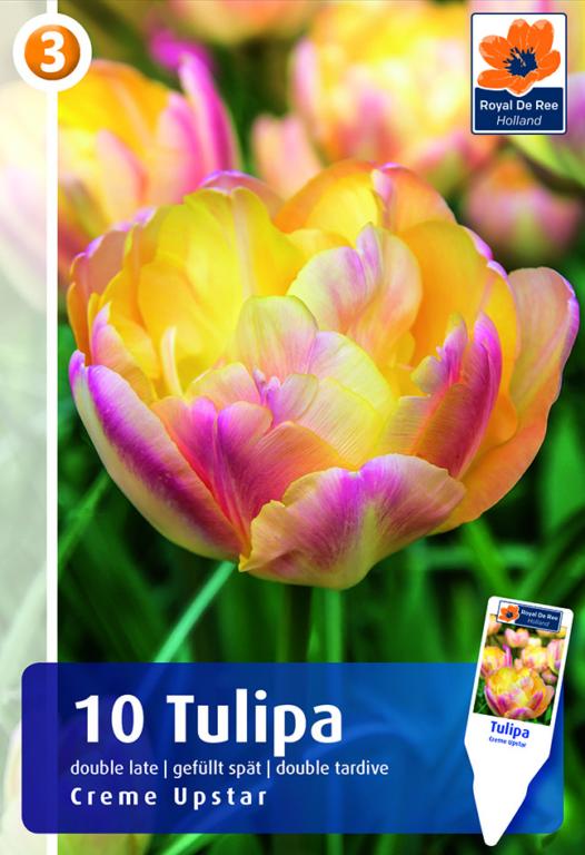 TULIPA CREME UPSTAR