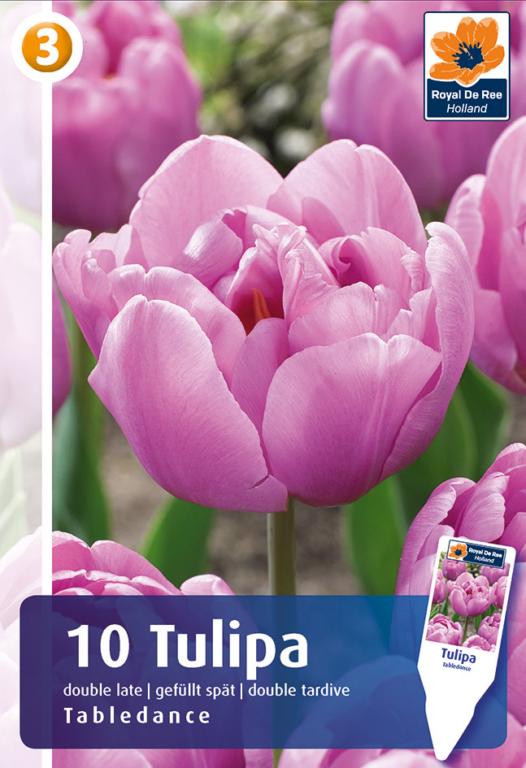 TULIPA TABLEDANCE