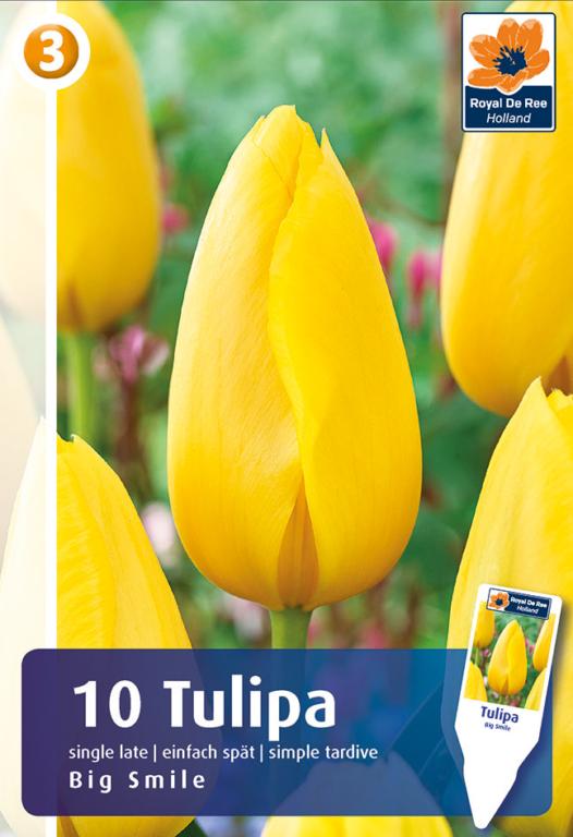 TULIPA BIG SMILE