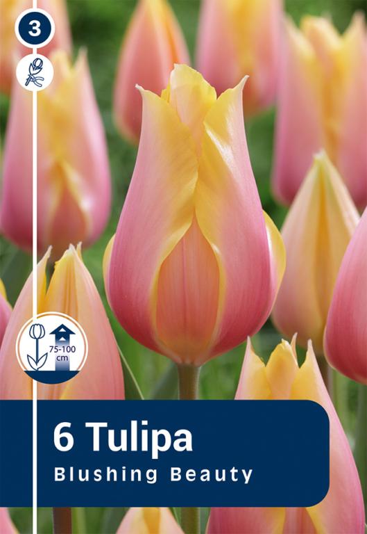 TULIPA BLUSHING BEAUTY