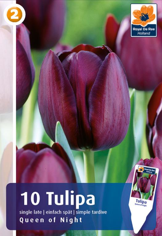 TULIPA QUEEN OF NIGHT