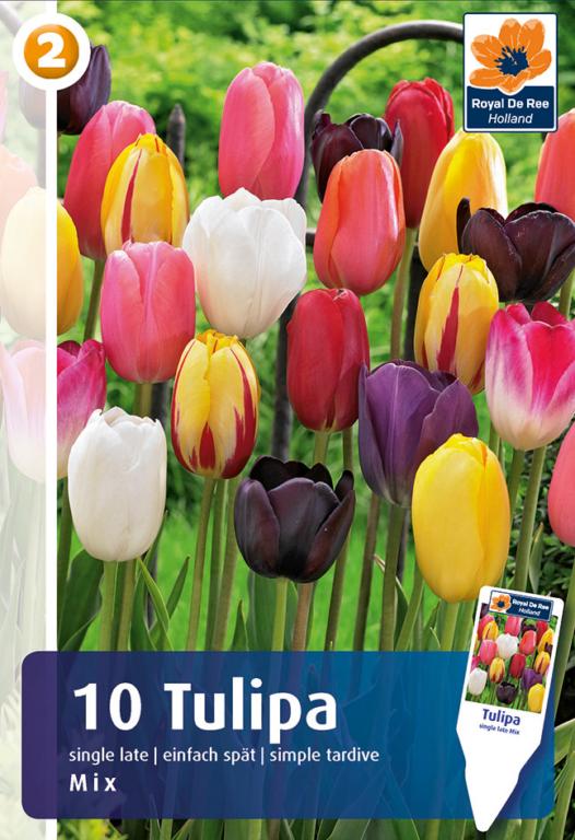 TULIPA Enkelt sen MIX