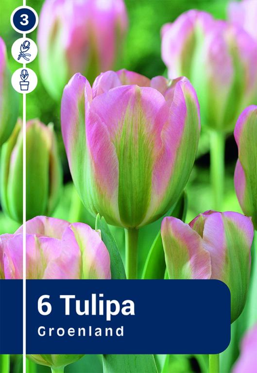 TULIPA GROENLAND